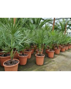 Chamaerops humilis