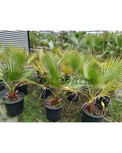 Washingtonia filifera