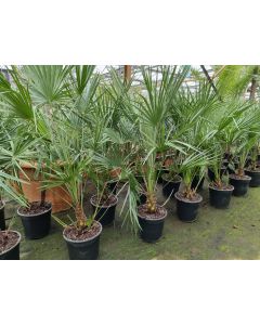 Chamaerops humilis