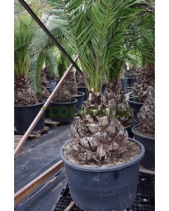 Phoenix canariensis