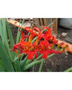 Crocosmia var. Lucifer