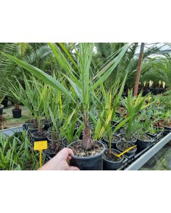 Butia odorata