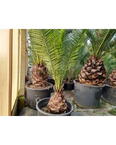 Phoenix canariensis