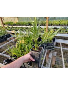 Phoenix dactylifera cv. Medjool