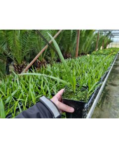 Phoenix canariensis X reclinata