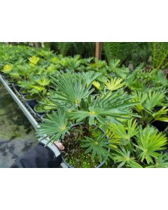 Trachycarpus fortunei var. Wagnerianus