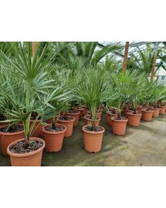 Chamaerops humilis