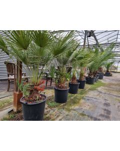 Chamaerops humilis