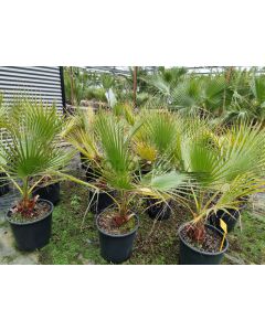 Washingtonia filifera