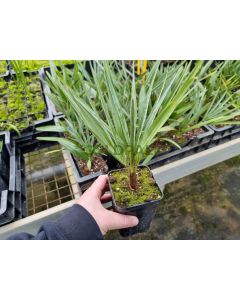 Chamaerops humilis var. Cerifera