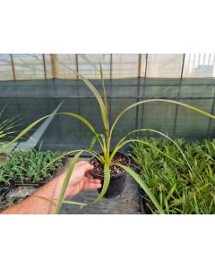 Cordyline indivisa