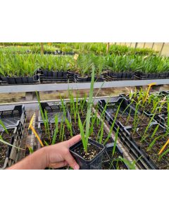 Phoenix sylvestris 'Round seed'