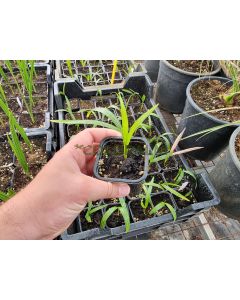 Dypsis onilahensis