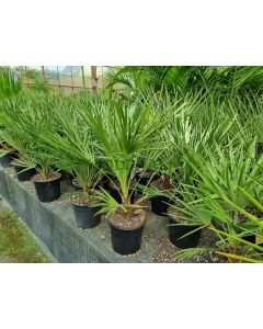 Chamaerops humilis