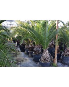 Phoenix canariensis