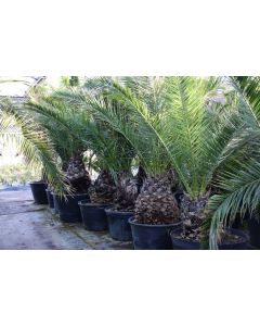 Phoenix canariensis 