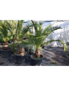 Phoenix canariensis
