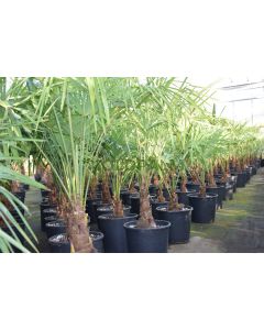 Trachycarpus fortunei