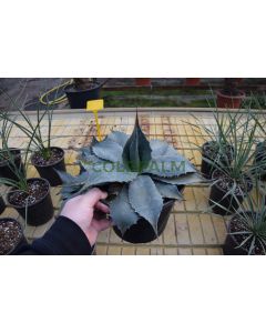 Agave havardiana