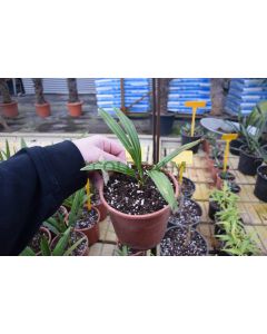 Trachycarpus princeps