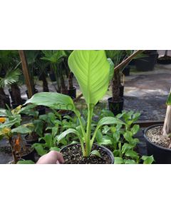 Ensete ventricusum