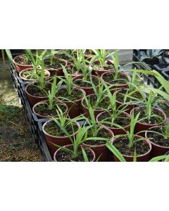 Pandanus furcatus