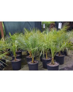 Phoenix reclinata