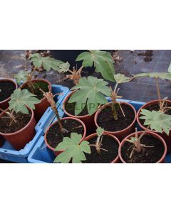 Tetrapanax papyrifera var. Steroidal giant