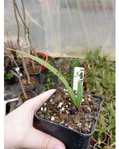 Sabal uresana