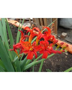 Crocosmia var. Lucifer