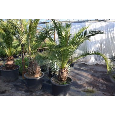 Phoenix canariensis