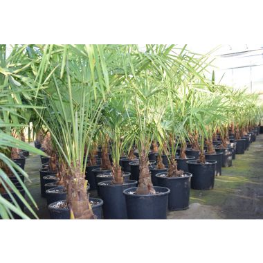 Trachycarpus fortunei