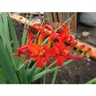 Crocosmia var. Lucifer