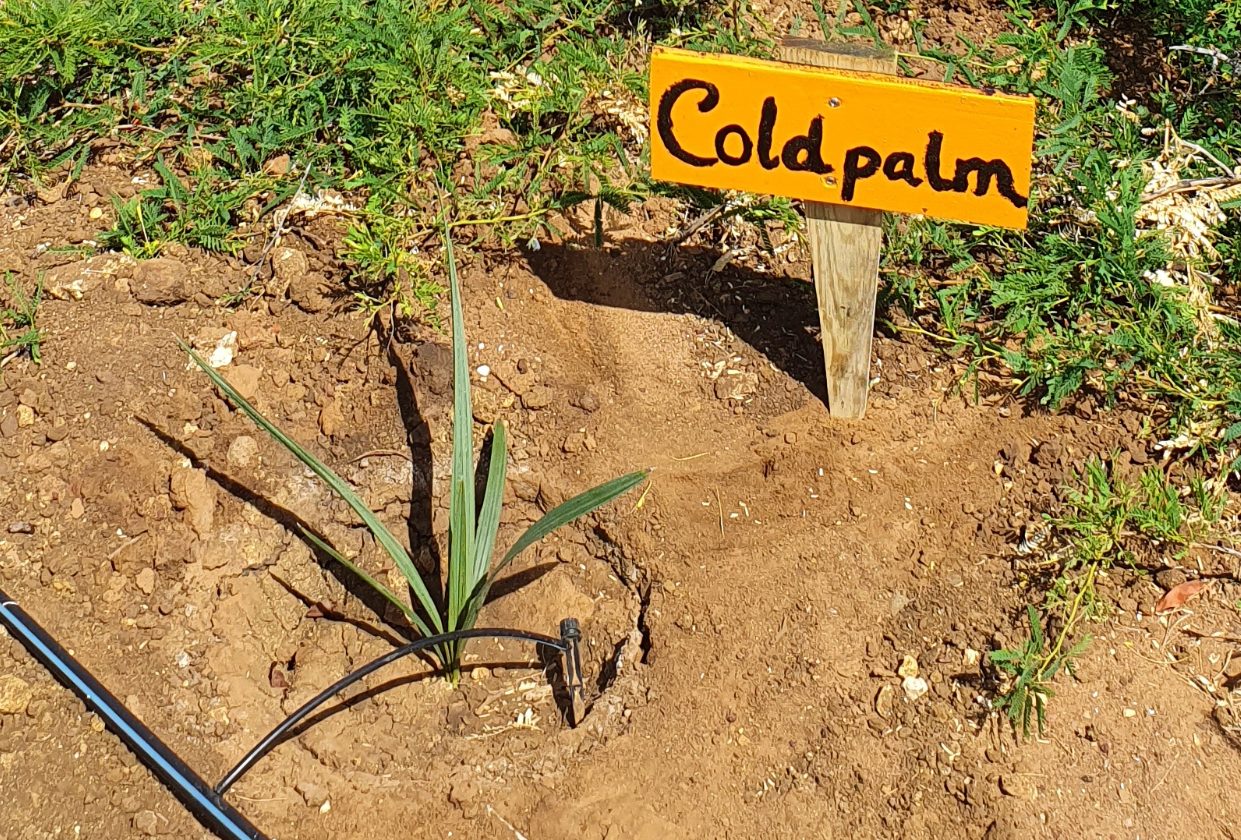 Reforestation of the Bonaire palm