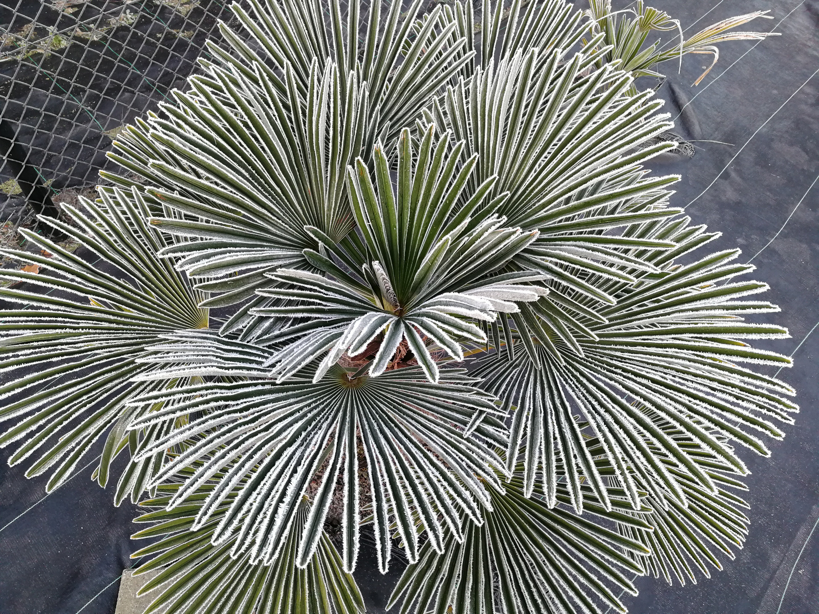 Trachycarpus fortunei var. wagnerianus 