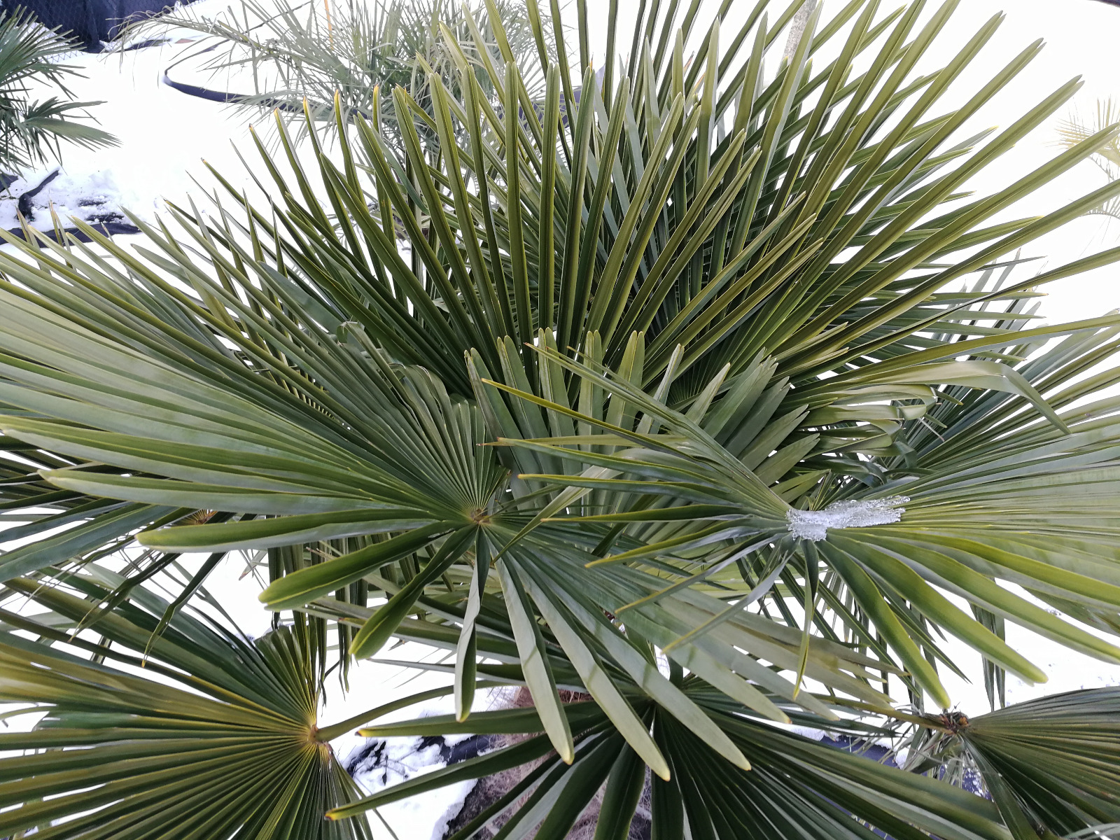 Trachycarpus fortunei